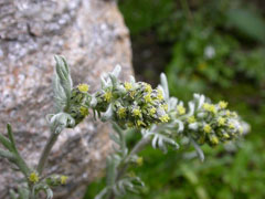 Artemisia umbelliformis Alpine Wormwood Artemisia umbelliformis Alpine Wormwood