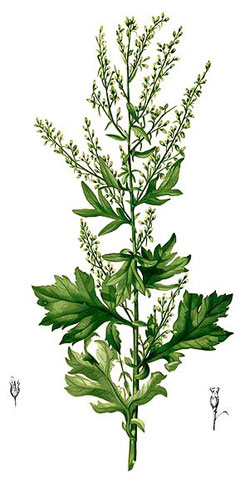 Artemisia_vulgaris Mugwort, Common wormwood, Felon Herb, Chrysanthemum Weed, Wild Wormwood