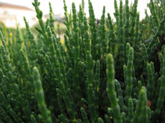 Arthrocnemum subterminale Glasswort, Parish Arthrocnemum subterminale Glasswort, Parish