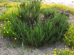 Arthrocnemum subterminale Glasswort, Parish Arthrocnemum subterminale Glasswort, Parish