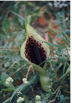 Arum dioscoridis Arum dioscoridis