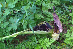 Arum dioscoridis Arum dioscoridis