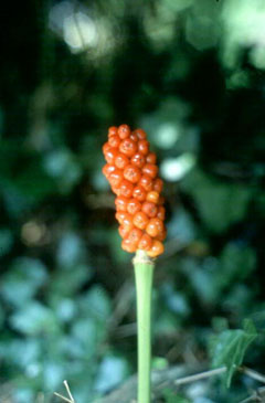 Arum maculatum Cuckoo Pint Arum maculatum Cuckoo Pint