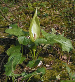 Arum maculatum Cuckoo Pint Arum maculatum Cuckoo Pint