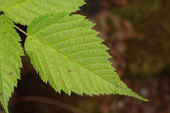 Aruncus dioicus Goat