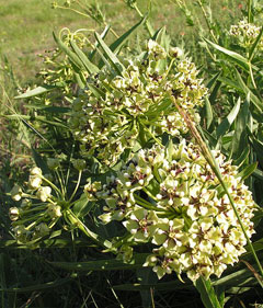Asclepias asperula Spider milkweed Asclepias asperula Spider milkweed