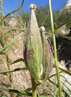 Asclepias asperula Spider milkweed Asclepias asperula Spider milkweed