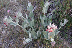 Asclepias californica California Milkweed, Greene