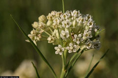 Asclepias galioides Bedstraw Milkweed Asclepias galioides Bedstraw Milkweed
