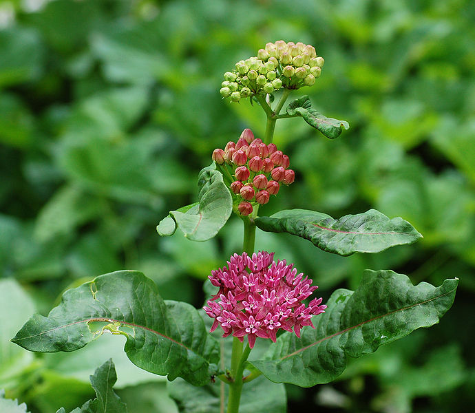 Asclepias purpurascens Purple Milkweed Asclepias purpurascens Purple Milkweed