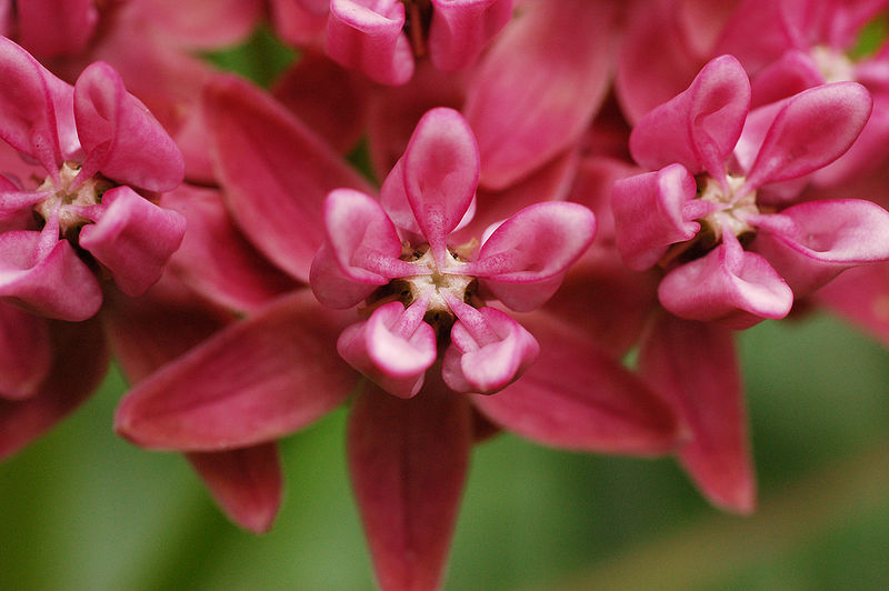 Asclepias purpurascens Purple Milkweed Asclepias purpurascens Purple Milkweed