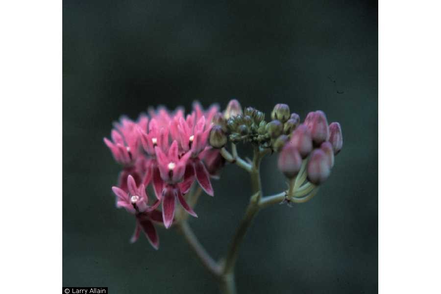Asclepias rubra Red Silkweed
