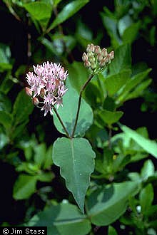 Asclepias rubra Red Silkweed Asclepias rubra Red Silkweed
