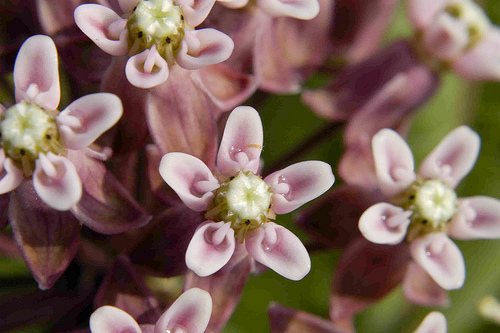 Asclepias sullivantii Prairie milkweed Asclepias sullivantii Prairie milkweed