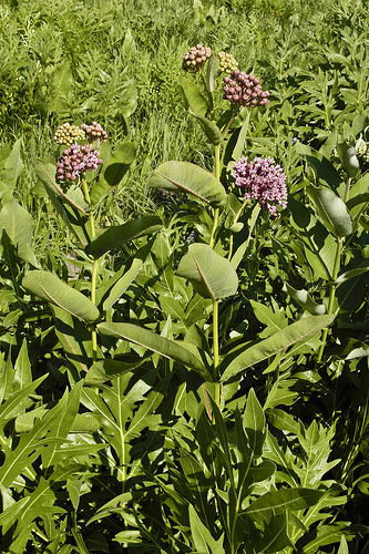 Asclepias sullivantii Prairie milkweed Asclepias sullivantii Prairie milkweed