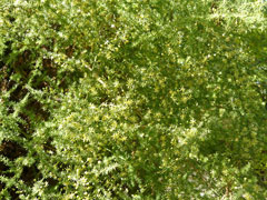 Asparagus acutifolius Wild asparagus Asparagus acutifolius Wild asparagus