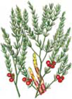 Asparagus racemosus Shatavari
