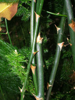 Asparagus_setaceus Asparagus Fern, Common asparagus fern, Plumosa Fern