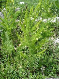 Asparagus tenuifolius Asparagus tenuifolius
