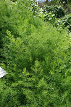 Asparagus tenuifolius Asparagus tenuifolius