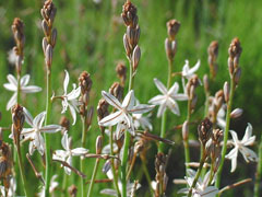 asphodelus fistulosus Onionweed asphodelus fistulosus Onionweed