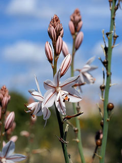 asphodelus fistulosus Onionweed asphodelus fistulosus Onionweed