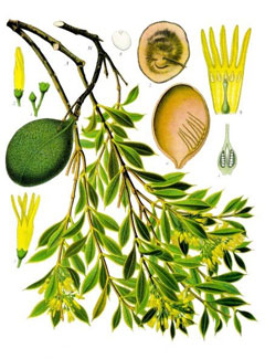 Aspidosperma quebracho-blanco Quebracho Aspidosperma quebracho-blanco Quebracho