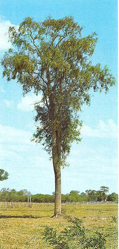 Aspidosperma quebracho-blanco Quebracho Aspidosperma quebracho-blanco Quebracho