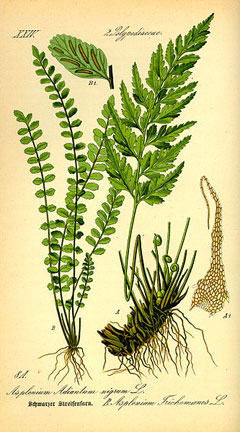 Asplenium adiantum-nigrum Black Spleenwort Asplenium adiantum-nigrum Black Spleenwort
