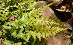 Asplenium adiantum-nigrum Black Spleenwort Asplenium adiantum-nigrum Black Spleenwort
