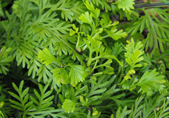 Asplenium bulbiferum Hen And Chicken Fern, Parsley Fern, Mother Spleenwort Asplenium bulbiferum Hen And Chicken Fern, Parsley Fern, Mother Spleenwort