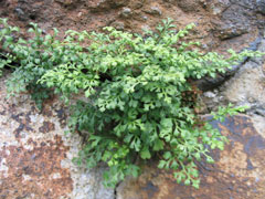Asplenium ruta-muraria Wall Rue, Lance asplenium Asplenium ruta-muraria Wall Rue, Lance asplenium