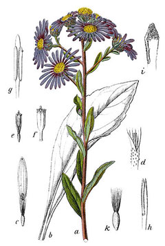 Aster amellus Ialian Aster Aster amellus Ialian Aster
