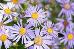 Aster amellus Ialian Aster Aster amellus Ialian Aster
