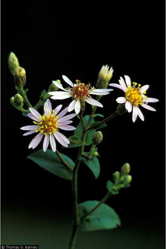 Aster macrophyllus Bigleaf Aster Aster macrophyllus Bigleaf Aster