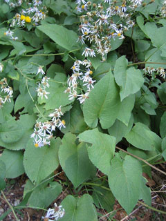 Aster macrophyllus Bigleaf Aster Aster macrophyllus Bigleaf Aster