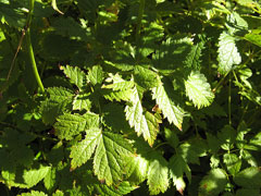 Astilbe thunbergii Astilbe Astilbe thunbergii Astilbe