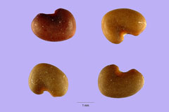 Astragalus chinensis Hua Huang Qi, Chinese milkvetch Astragalus chinensis Hua Huang Qi, Chinese milkvetch