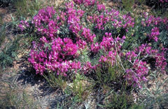 Astragalus crassicarpus Ground Plum, Groundplum milkvetch Astragalus crassicarpus Ground Plum, Groundplum milkvetch