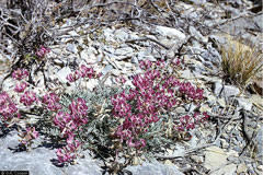 Astragalus crassicarpus Ground Plum, Groundplum milkvetch Astragalus crassicarpus Ground Plum, Groundplum milkvetch