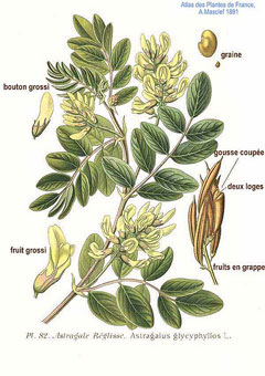 Astragalus glycyphyllo Milk Vetch, Licorice milkvetch Astragalus glycyphyllo Milk Vetch, Licorice milkvetch
