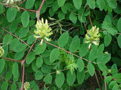 Astragalus glycyphyllo Milk Vetch, Licorice milkvetch Astragalus glycyphyllo Milk Vetch, Licorice milkvetch