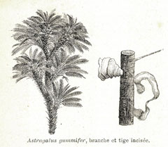 Astragalus gummifer Tragacanth, Gum tragacanth milkvetch