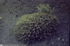 Astragalus sirinicus Astragalus sirinicus