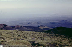 Astragalus sirinicus Astragalus sirinicus