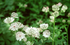 Astrantia major Great Masterwort Astrantia major Great Masterwort