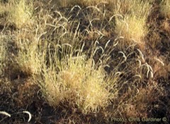 Astrebla squarrosa Bull Mitchell grass