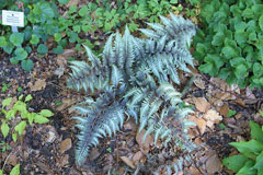 Athyrium niponicum Painted Fern, Japanese Silver Painted Fern Athyrium niponicum Painted Fern, Japanese Silver Painted Fern