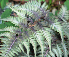 Athyrium niponicum Painted Fern, Japanese Silver Painted Fern Athyrium niponicum Painted Fern, Japanese Silver Painted Fern