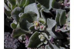 Atriplex Silvery Orach, Silverscale saltbush, Stalked saltbush Atriplex Silvery Orach, Silverscale saltbush, Stalked saltbush